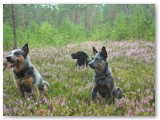 Muuki, Tessa ja Ella