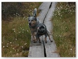kevadkoerad 2009 419