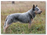 Muuki
