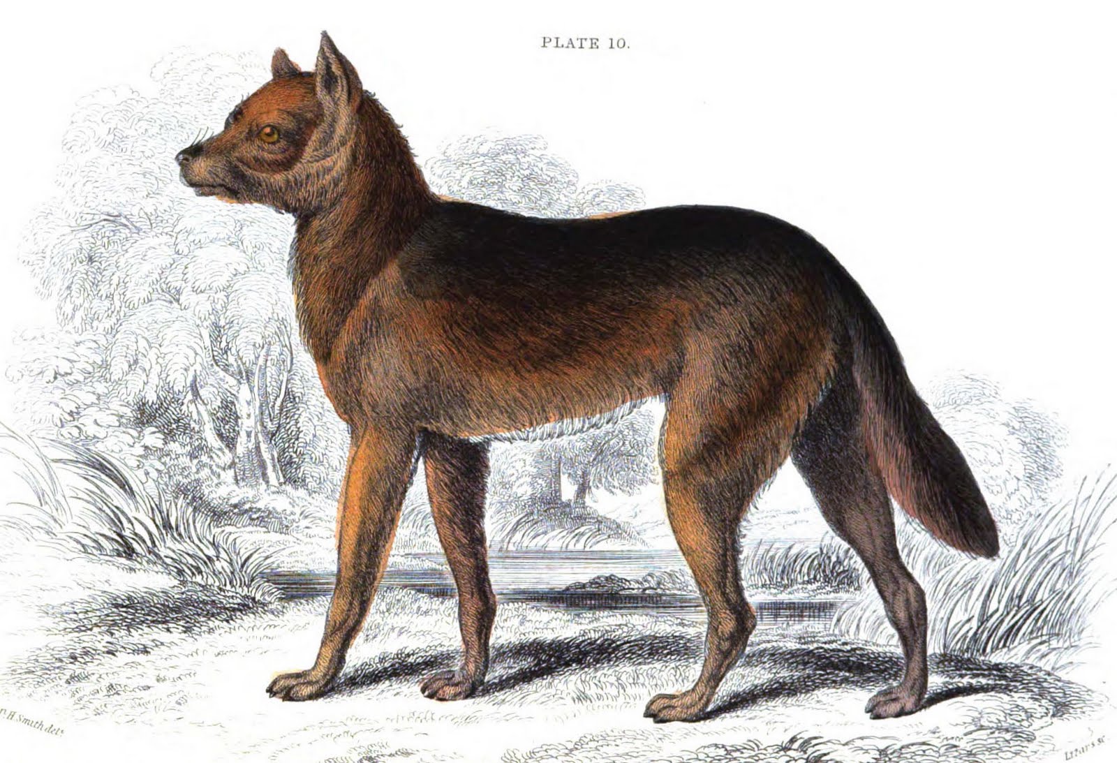 northumberland blue merle drovers dog