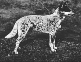 northumberland blue merle drovers dog