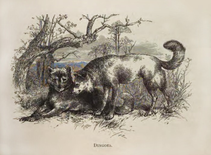 northumberland blue merle drovers dog