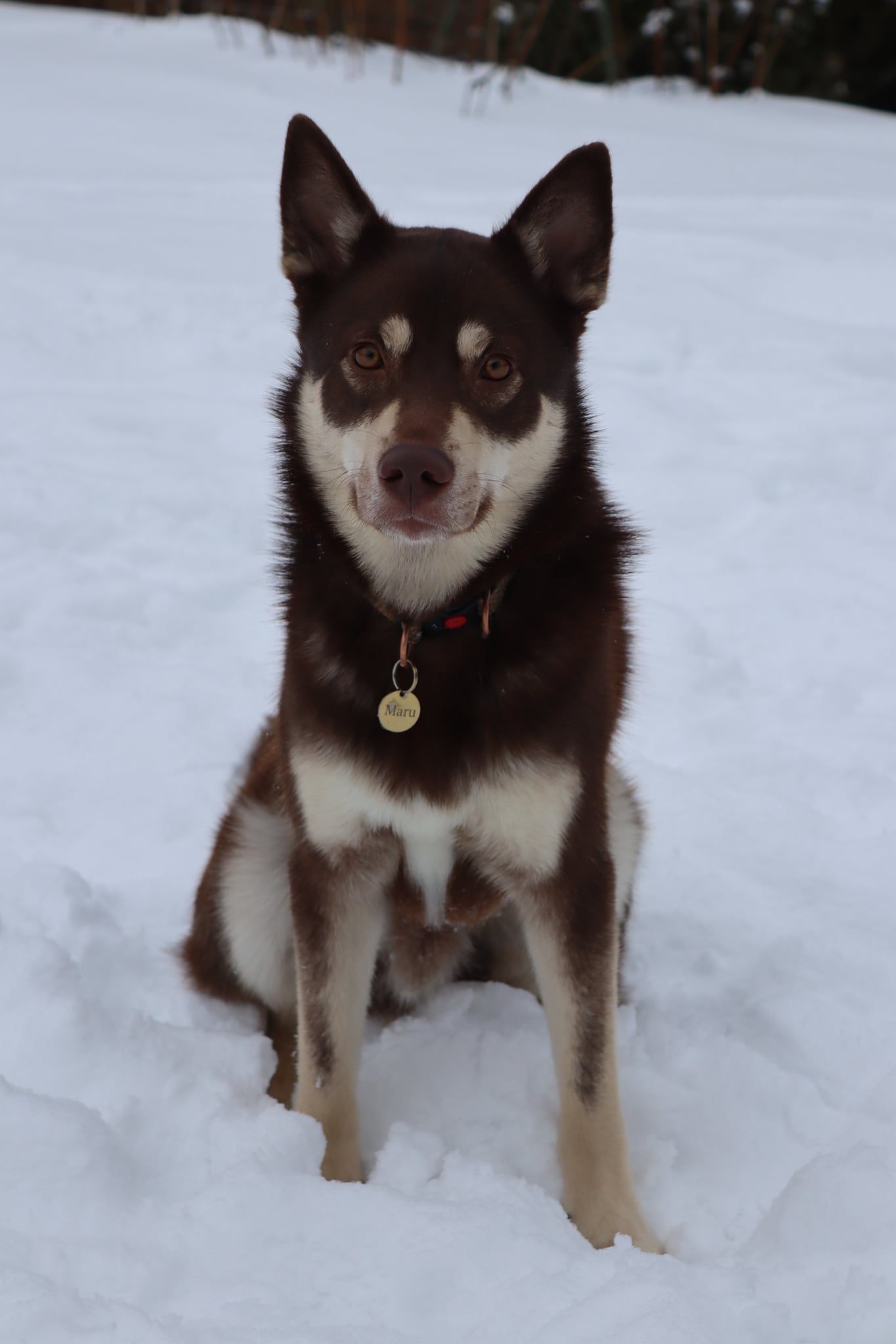 Maru