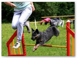 Agility päev 2013